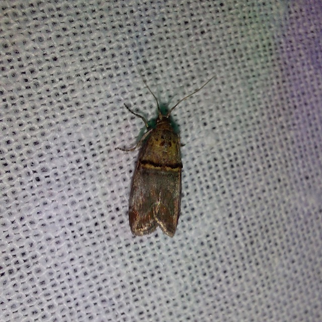 Trachonitis cristella - bokorrágó karcsúmoly