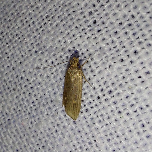Helcystogramma triannulella - szuláksodró lápimoly