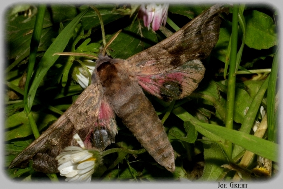 Smerinthus ocellatus - esti pávaszem