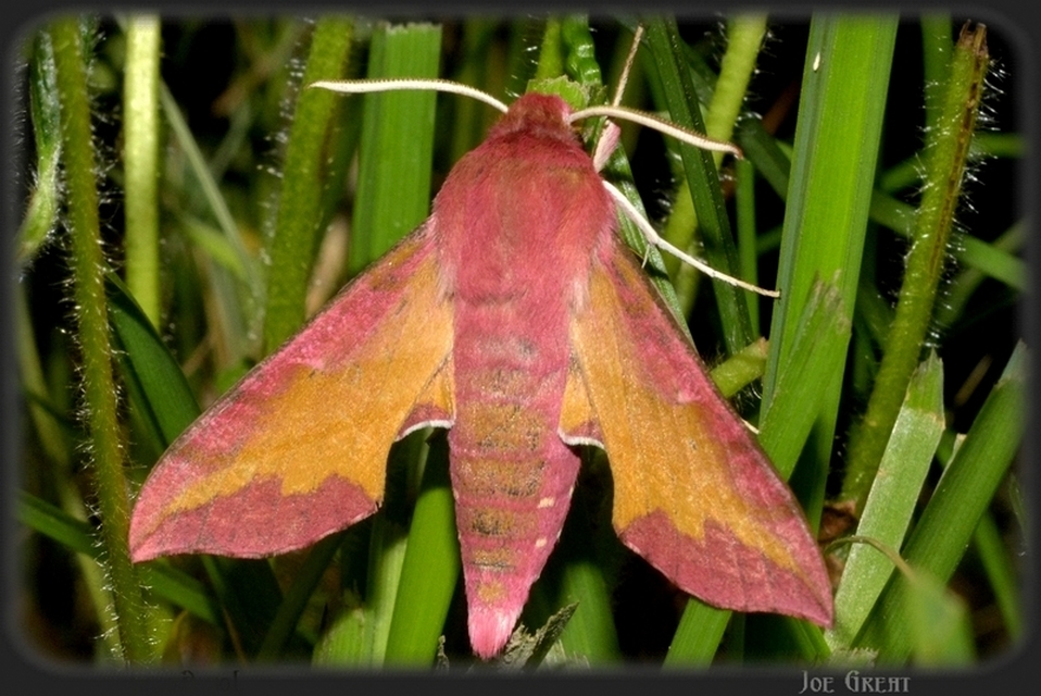 Deilephila porcellus - piros szender