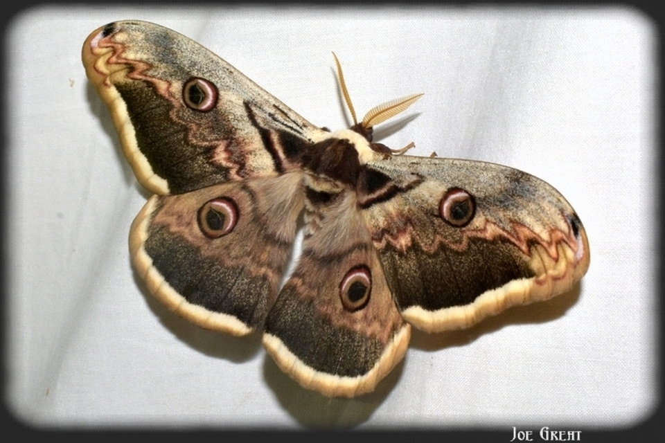 Saturnia pyri - nagy pávaszem