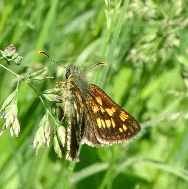 Carterocephalus palaemon - kockás busalepke