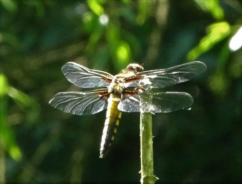 Libellula depressa - széles laposacsa
