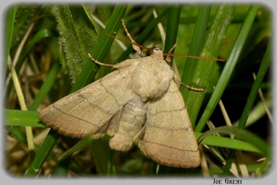 Charanyca trigrammica - háromsávos lombbagoly