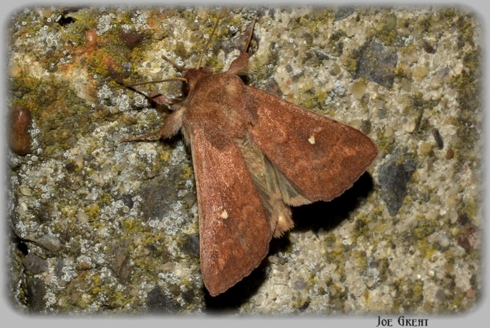 Mythimna albipuncta - fehérpettyes rétibagoly Mythimna albipuncta - fehérpettyes rétibagoly