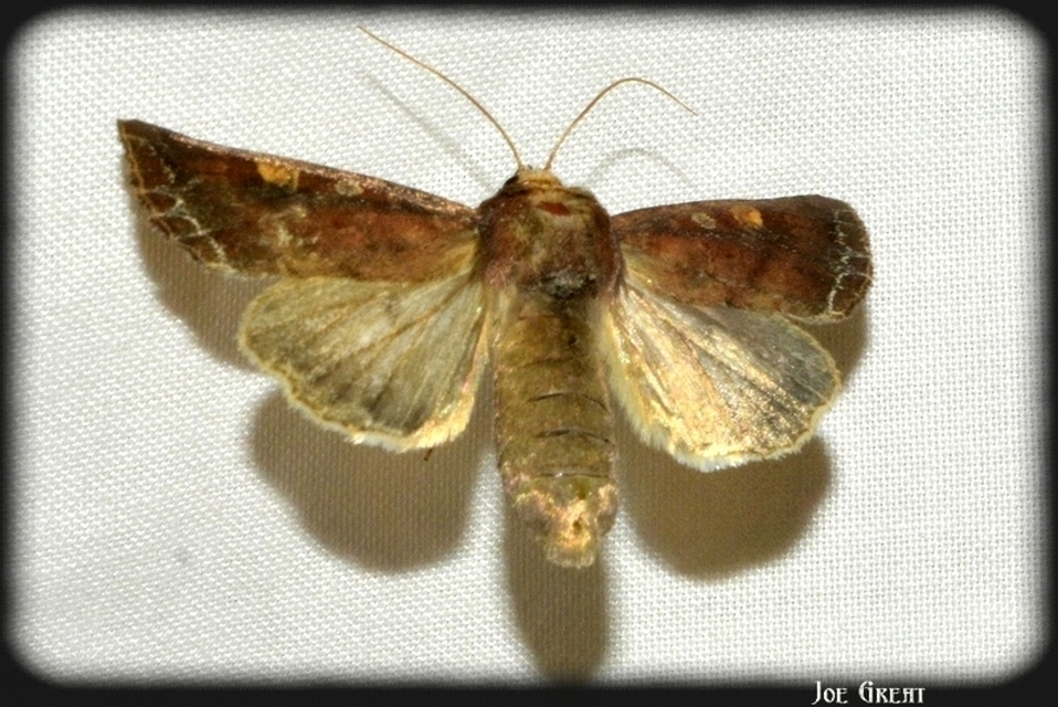 Lacanobia oleracea - saláta-kertibagoly