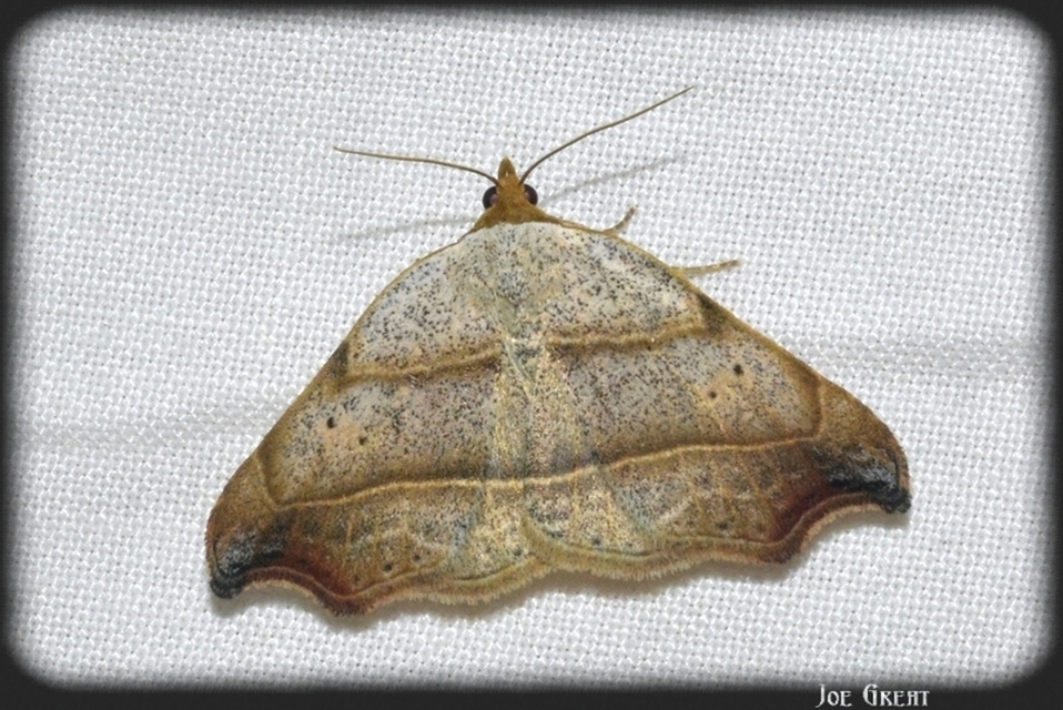 Laspeyria flexula - zuzmóbagoly