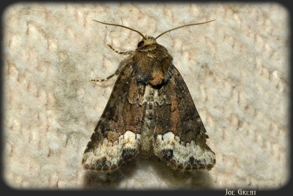 Oligia strigilis - kormos dudvabagoly