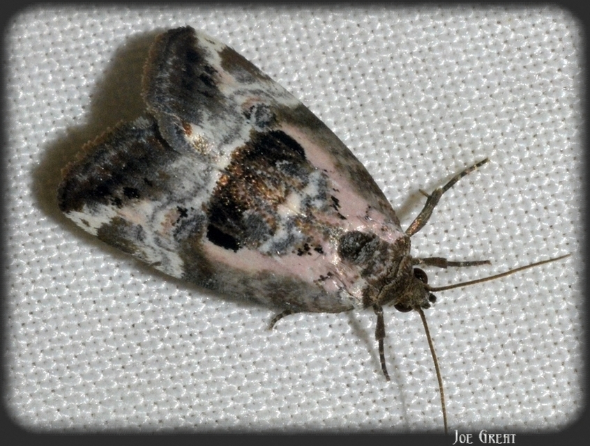 Hapalotis venustula - rózsaszínű mázasbagoly