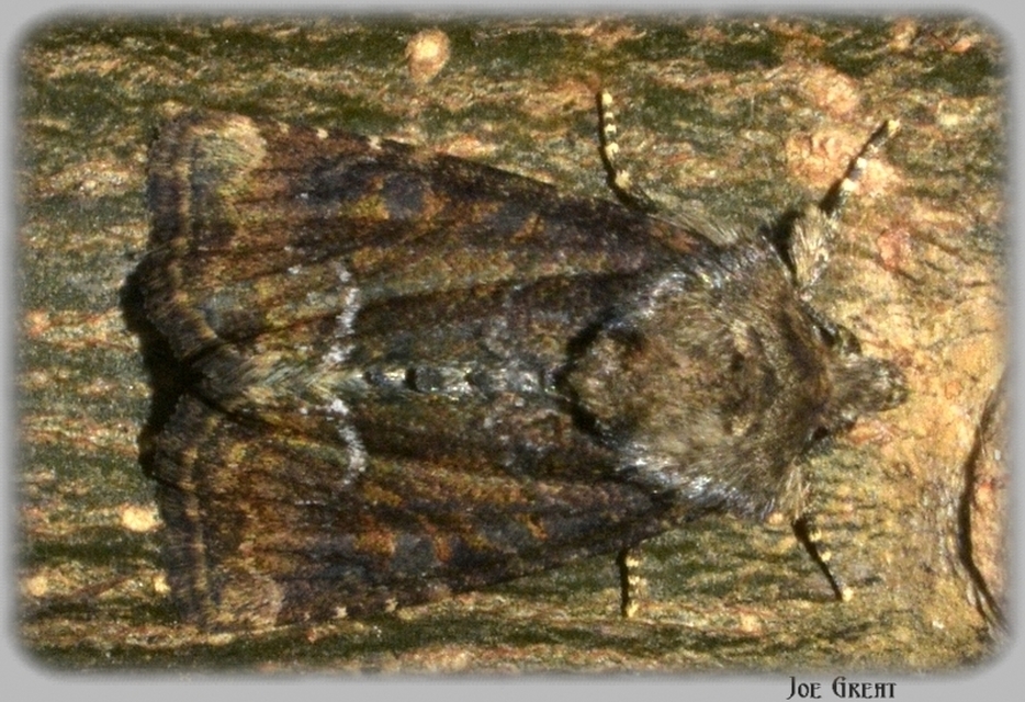 Oligia strigilis/latruncula/versicolor