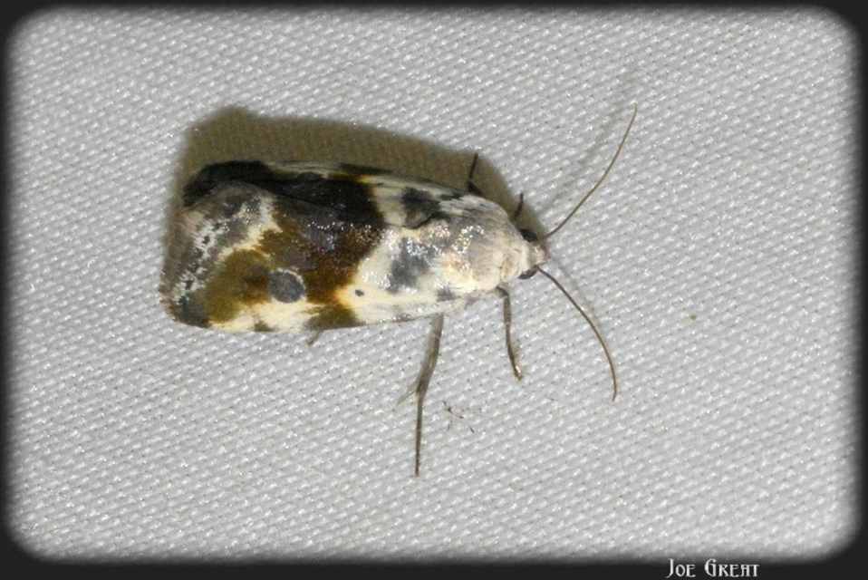 Ponometia candefacta - parlagfűbagoly
