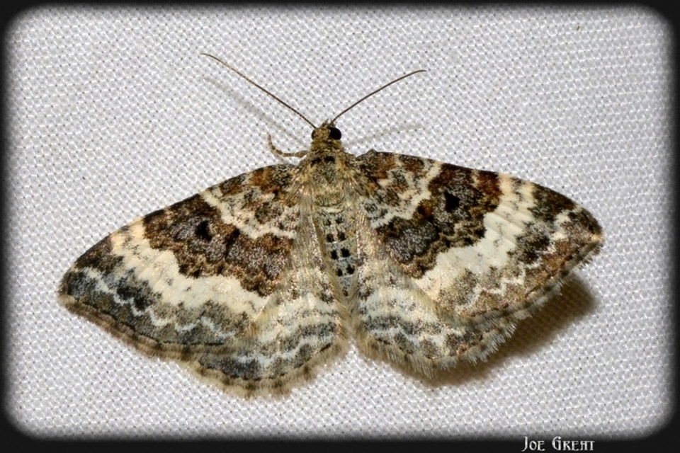 Epirrhoe alternata - galaj-tarkaaraszoló