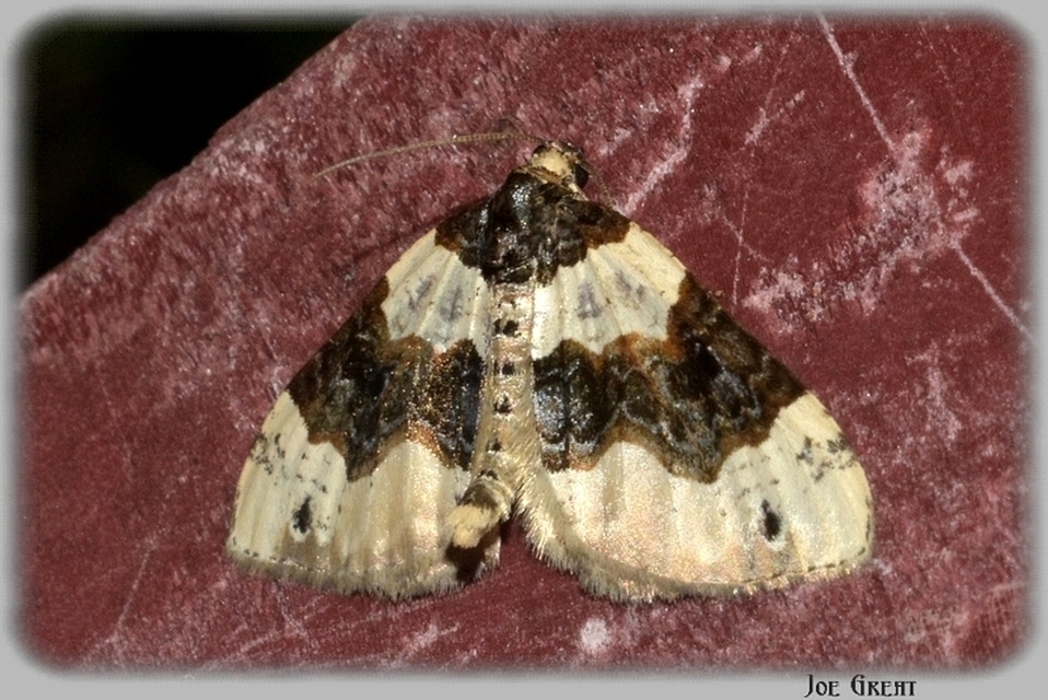 Cosmorhoe ocellata - szemes galajaraszoló