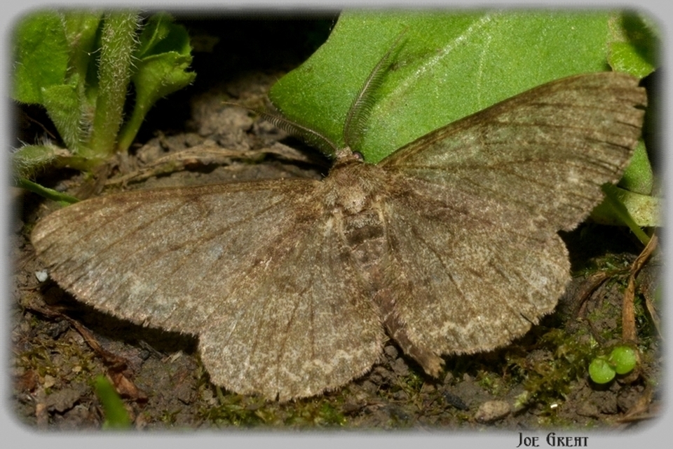 Hypomecis punctinalis - pettyes faaraszoló