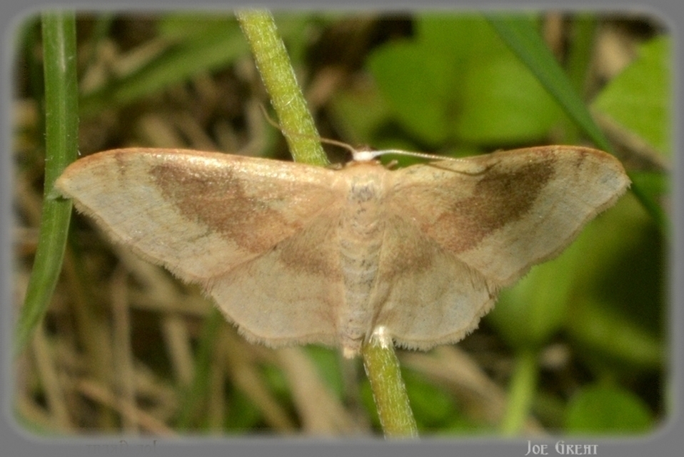 Idaea degeneraria - barnasávos araszoló