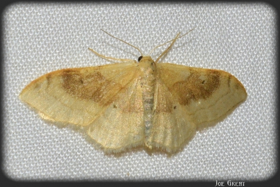 Idaea degeneraria - barnasávos araszoló