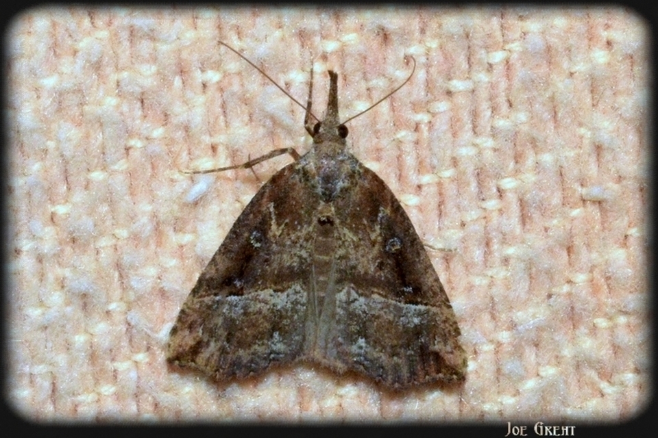 Hypena rostralis - közönséges karcsúbagoly