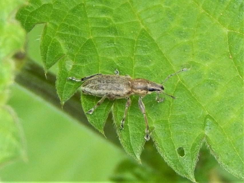 Tanymecus palliatus - közönséges hegyesfarúbarkó