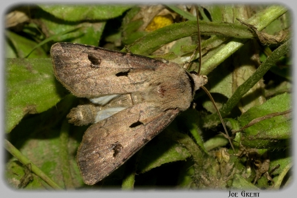 Agrotis exclamationis - felkiáltójeles földibagoly