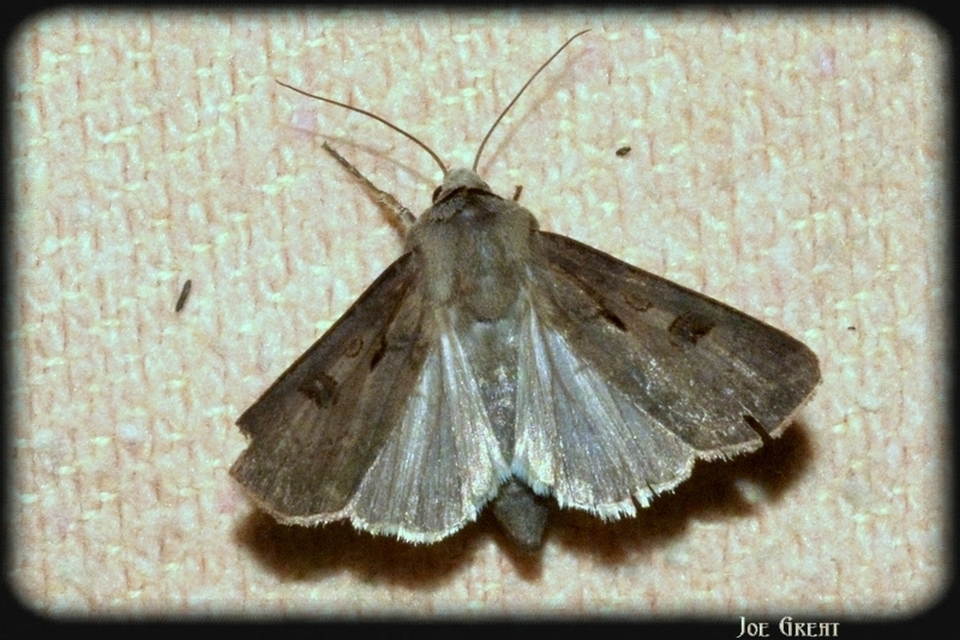 Agrotis exclamationis - felkiáltójeles földibagoly
