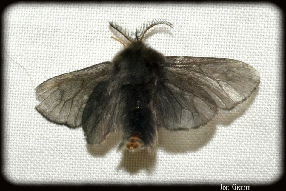 Psychidae - csőzsákos-molyfélék