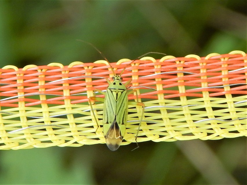 Mermitelocerus schmidtii