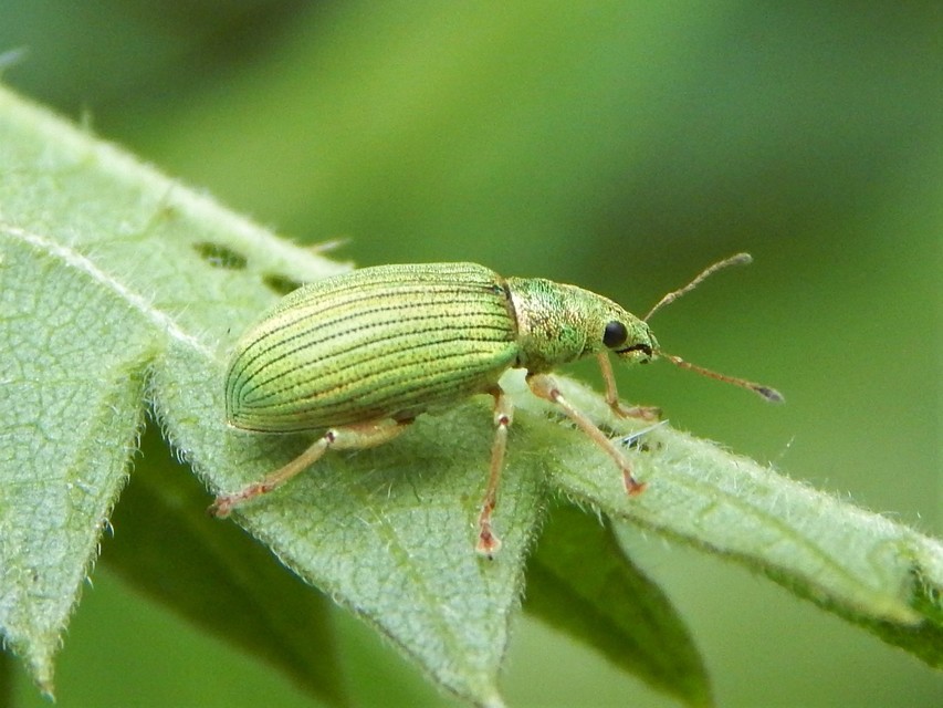 Polydrusus formosus - selymes lombormányos