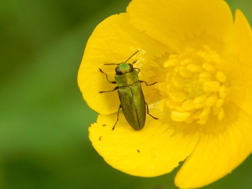 Anthaxia nitidula - ragyogó virágdíszbogár