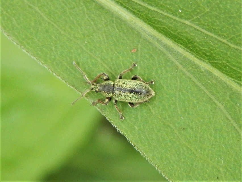 Phyllobius betulinus - változékony levélormányos