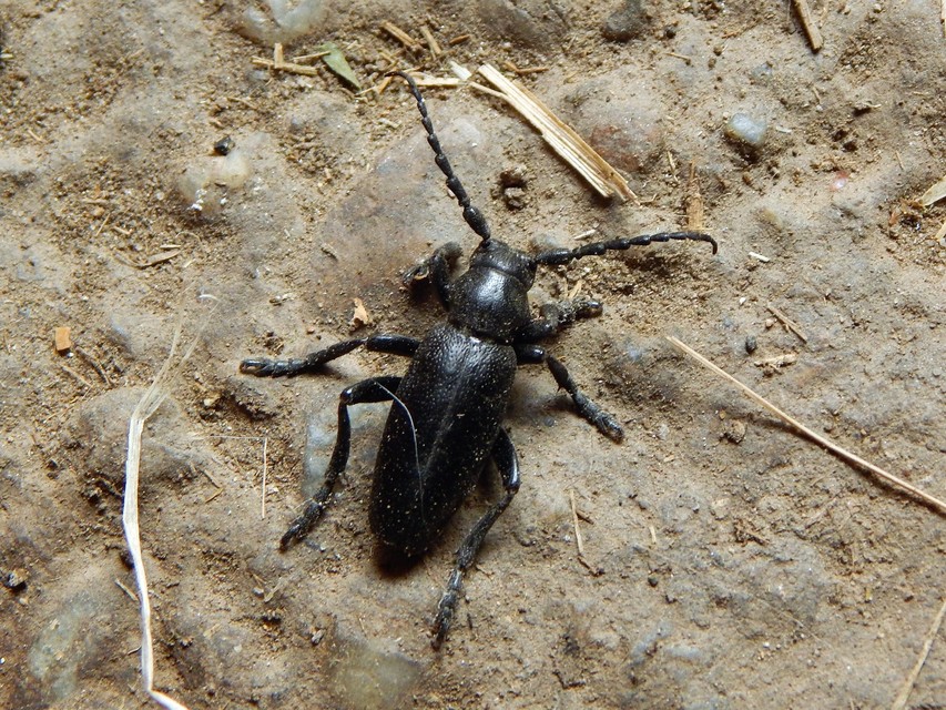 Dorcadion aethiops - fekete gyalogcincér
