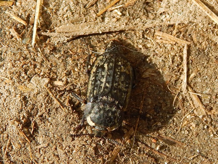 Thanatophilus rugosus - ripacsos dögbogár