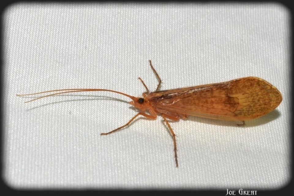 Trichoptera - Tegzesek