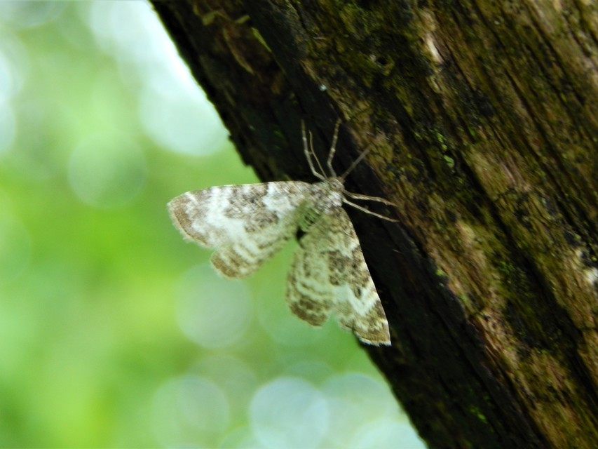 Epirrhoe alternata - galaj-tarkaaraszoló