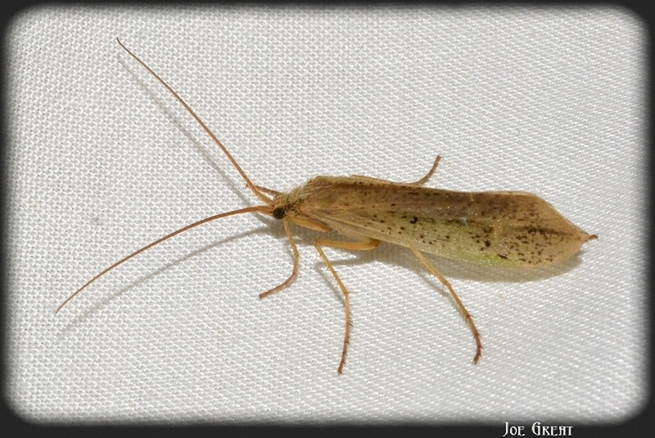 Trichoptera - Tegzesek