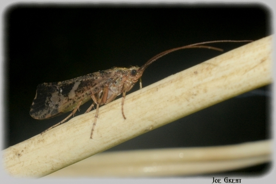 Trichoptera - Tegzesek