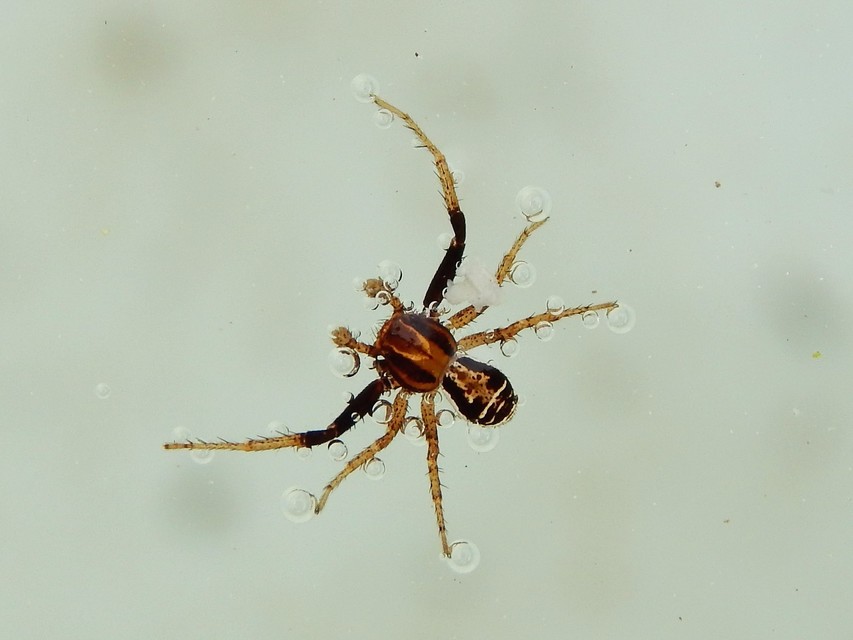 Araneae - Pókok