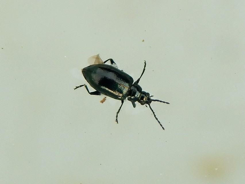 Phyllotreta