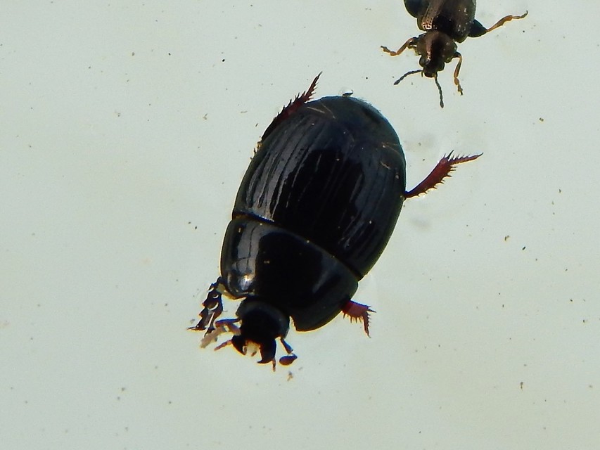 Atholus duodecimstriatus duodecimstriatus - tizenkétbarázdás sutabogár