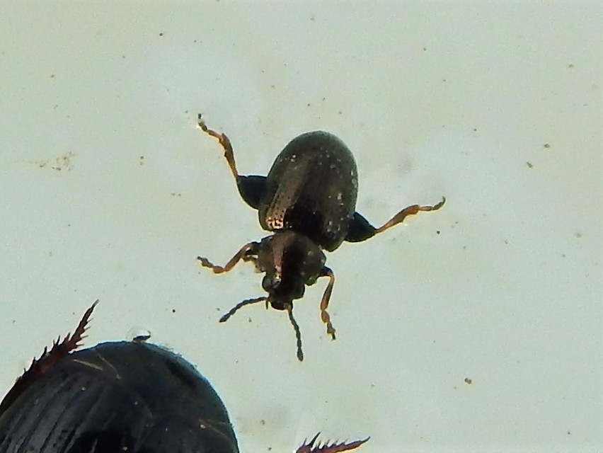 Chaetocnema