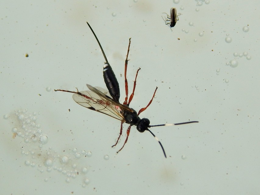 Hymenoptera - Hártyásszárnyúak