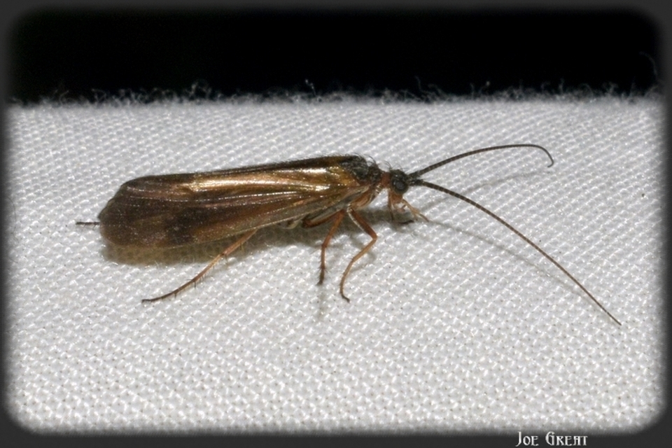Trichoptera - Tegzesek