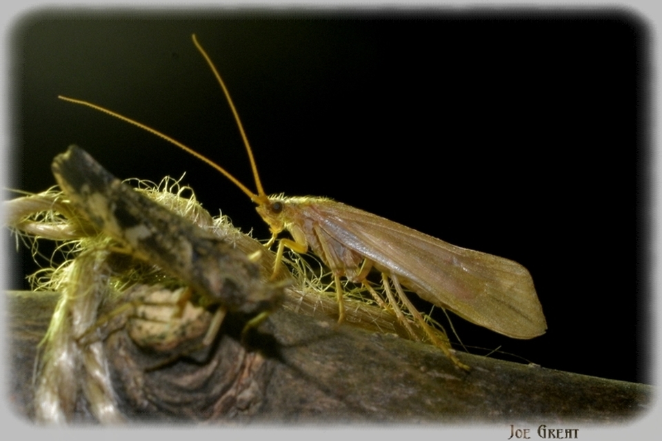 Trichoptera - Tegzesek