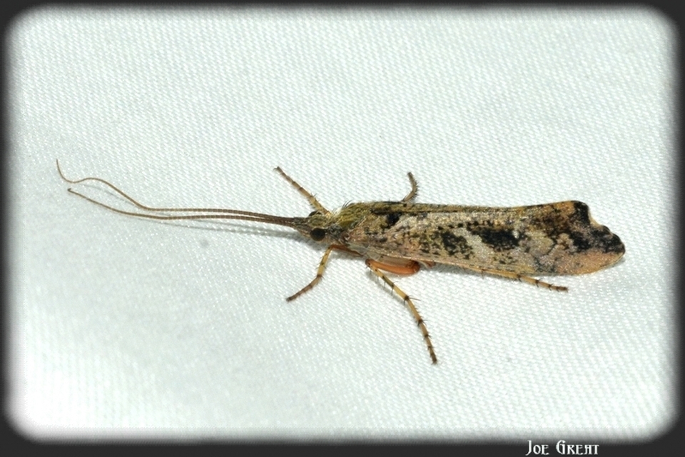 Trichoptera - Tegzesek