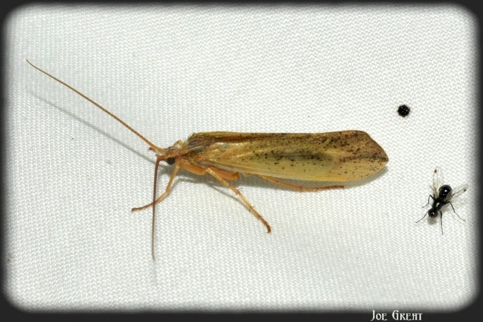 Trichoptera - Tegzesek