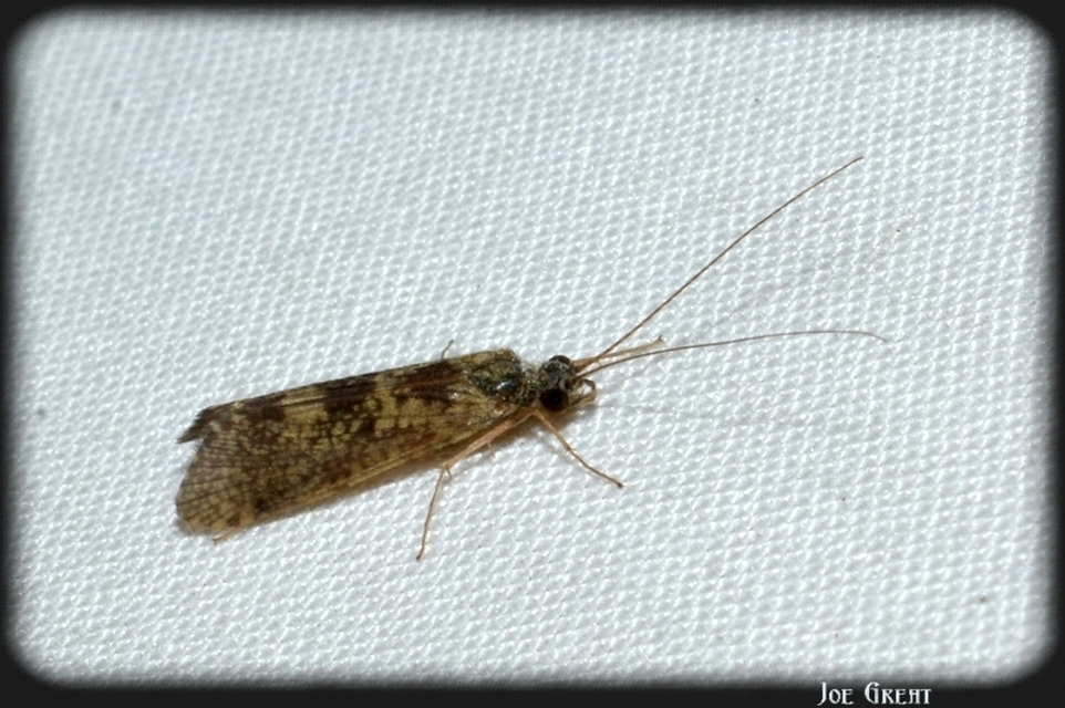Trichoptera - Tegzesek