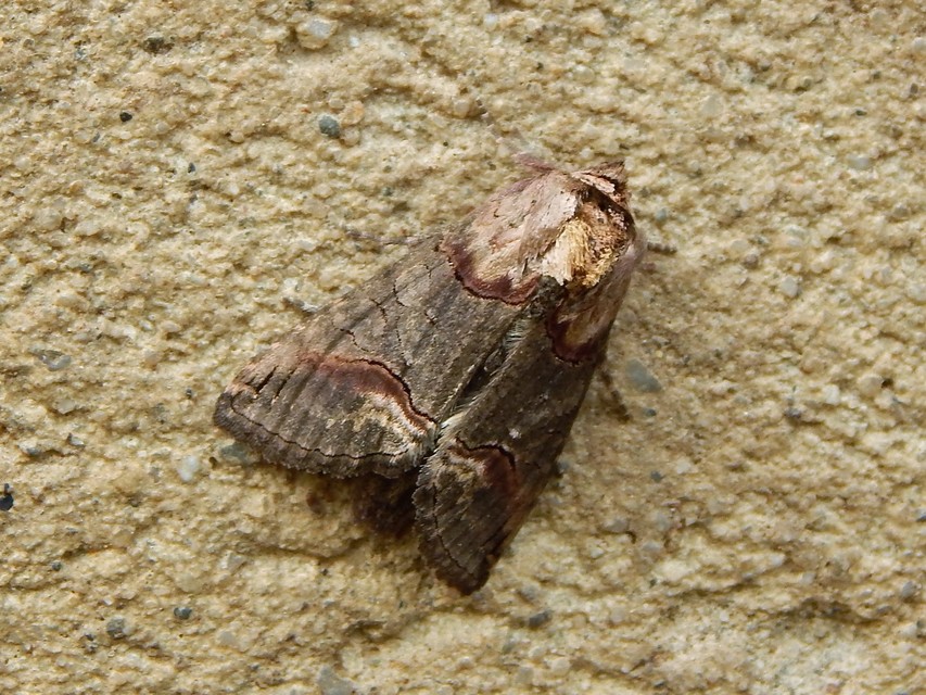 Abrostola triplasia - közönséges csalánbagoly