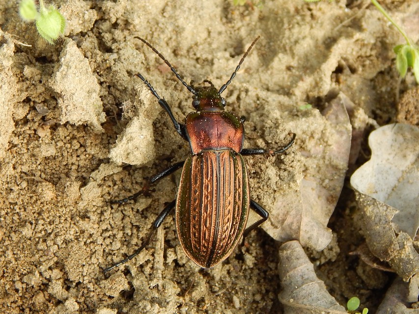 Carabus ulrichii - rezes futrinka Carabus ulrichii - rezes futrinka