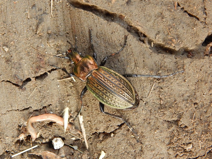 Carabus ulrichii - rezes futrinka Carabus ulrichii - rezes futrinka
