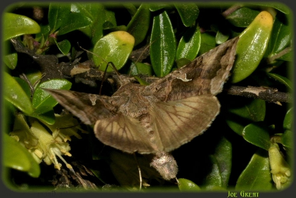 Autographa gamma - gammalepke