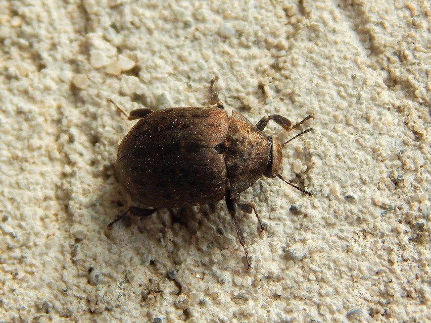 Byrrhus pilula - közönséges labdacsbogár